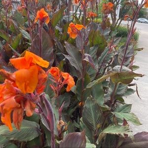 Meet your Posher, Cammie